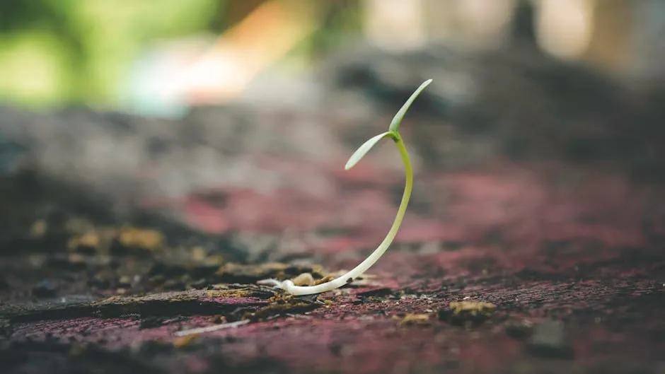 A delicate seedling sprouting from the soil symbolizes growth and new beginnings.